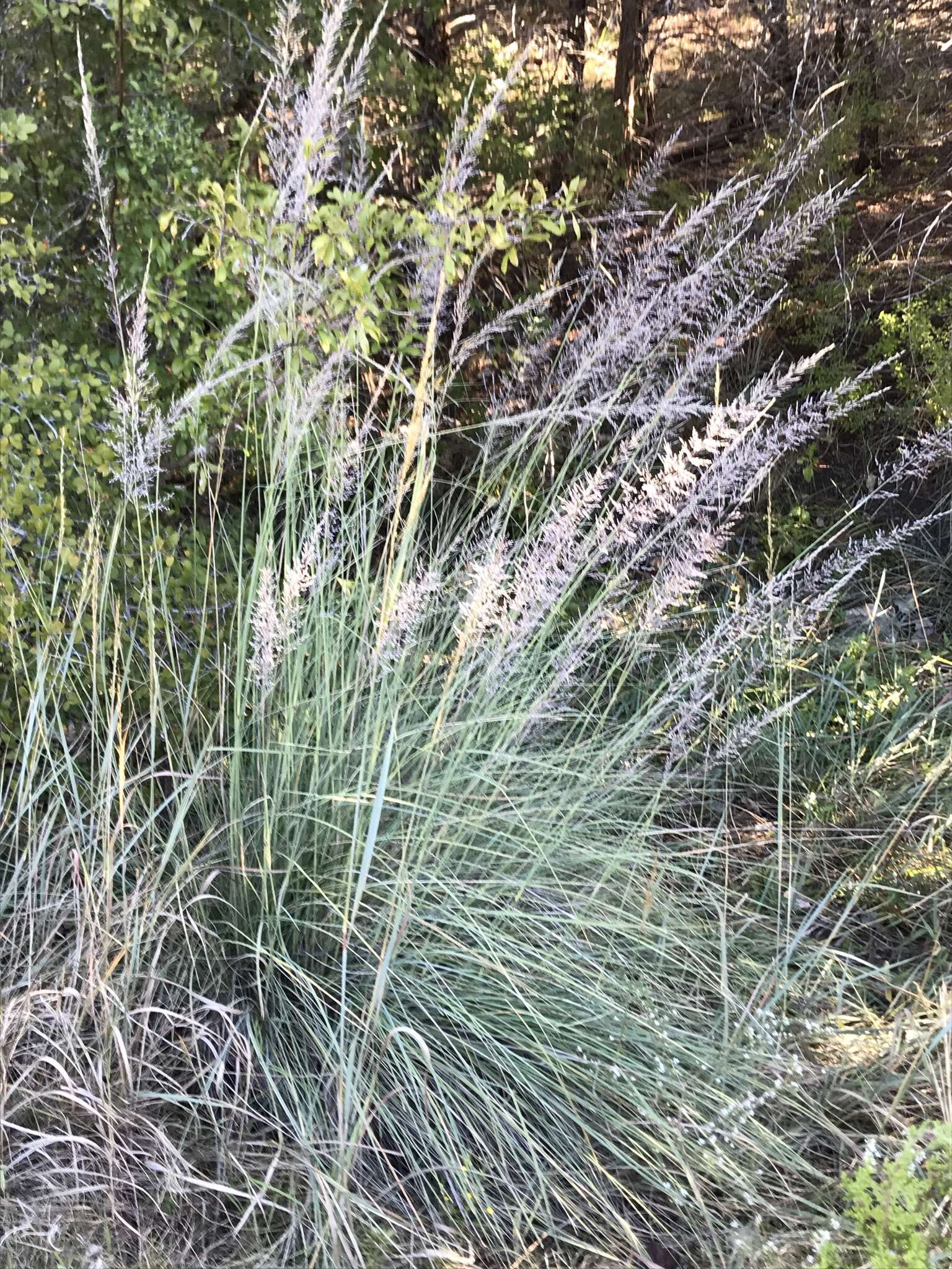 Plancia ëd Muhlenbergia lindheimeri Hitchc.