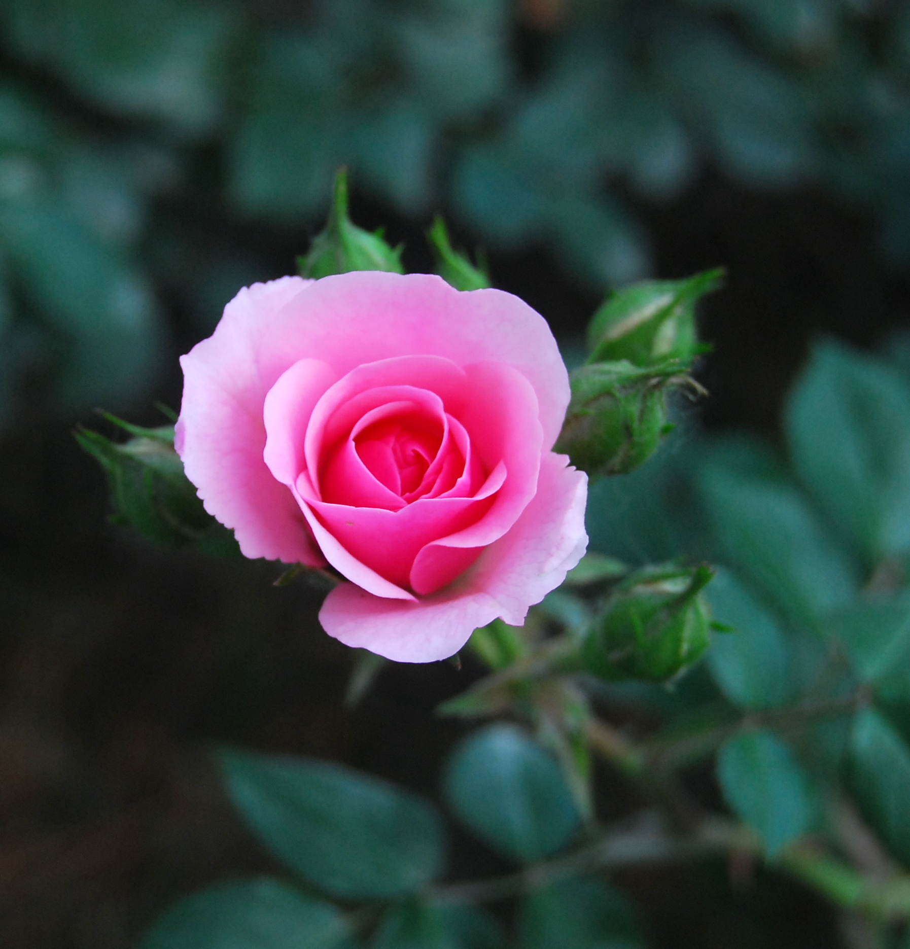 chinese-rose-media-encyclopedia-of-life