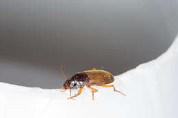 Image de Harpalus (Pseudoophonus) griseus (Panzer 1796)