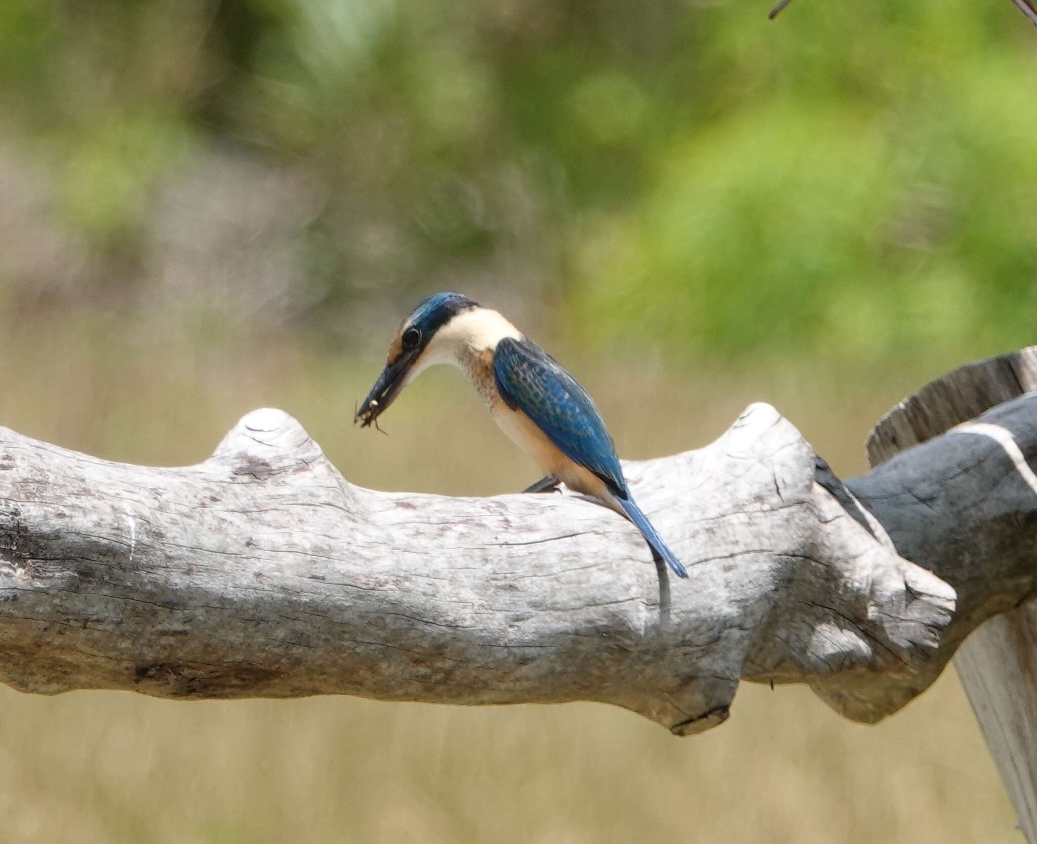 Image of Todiramphus sanctus canacorum (Brasil & L 1916)