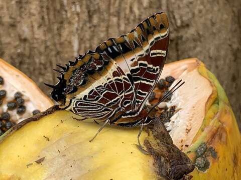 Imagem de Charaxes pollux