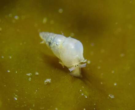 Слика од Odostomia angularis Dall & Bartsch 1907