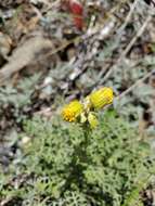 Image of Lewis' groundsel