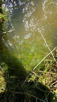 Image of horned pondweed