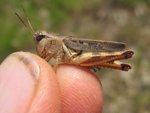 Слика од Melanoplus keeleri luridus (Dodge & G. M. 1876)