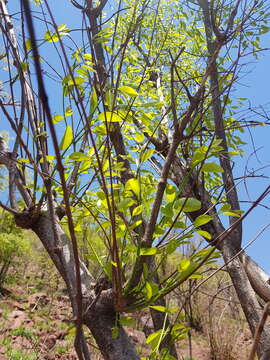 Image of Horn-pod tree