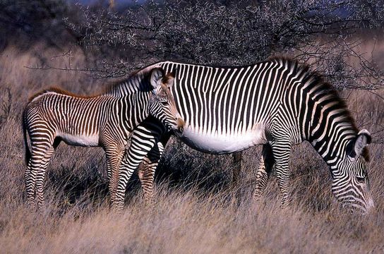 Image of Grevy's Zebra