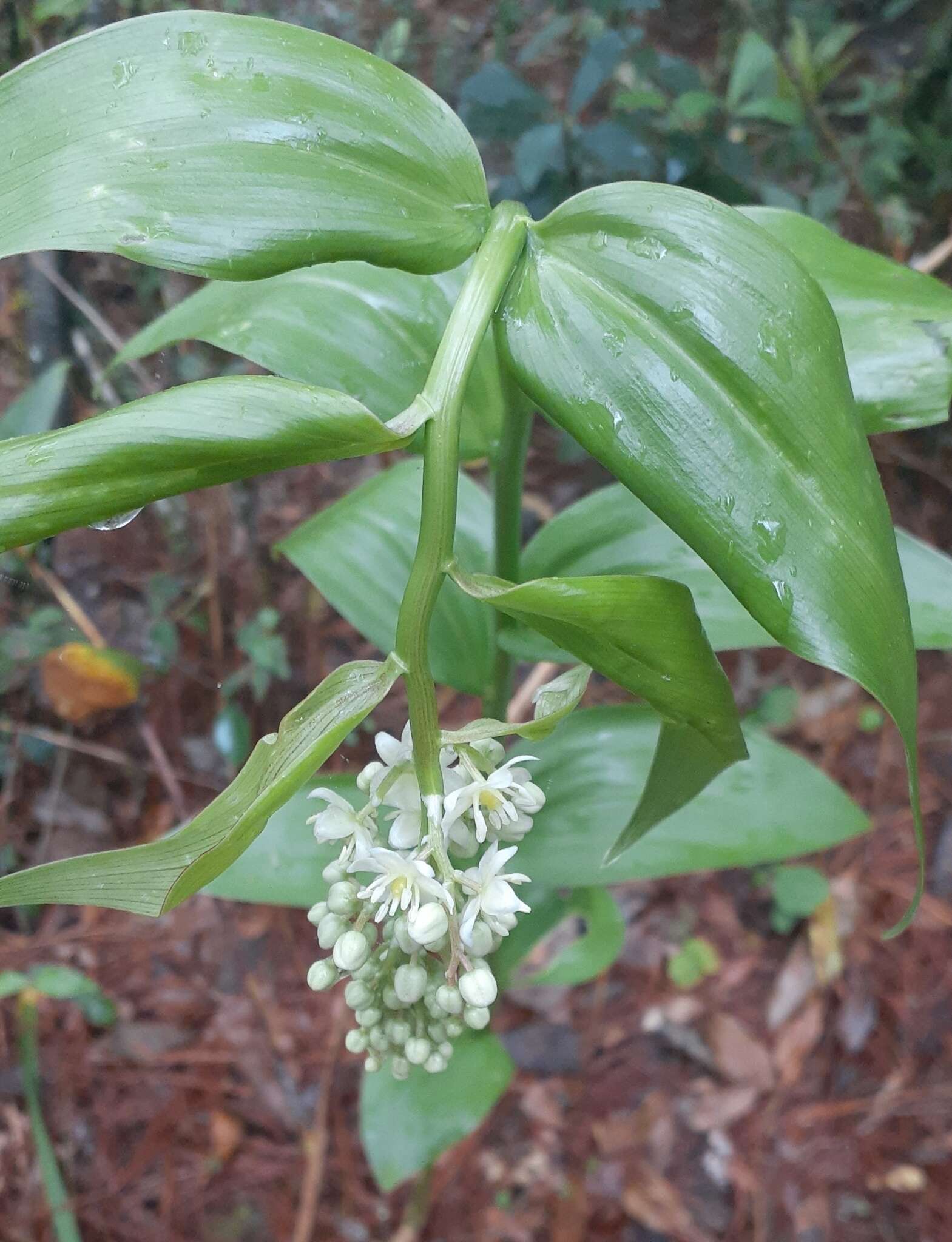 Image de Maianthemum paniculatum (M. Martens & Galeotti) La Frankie