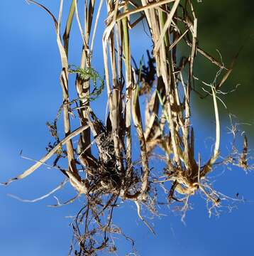 Image of Calamagrostis varia (Schrad.) Host