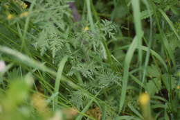 Image of mountain tansymustard