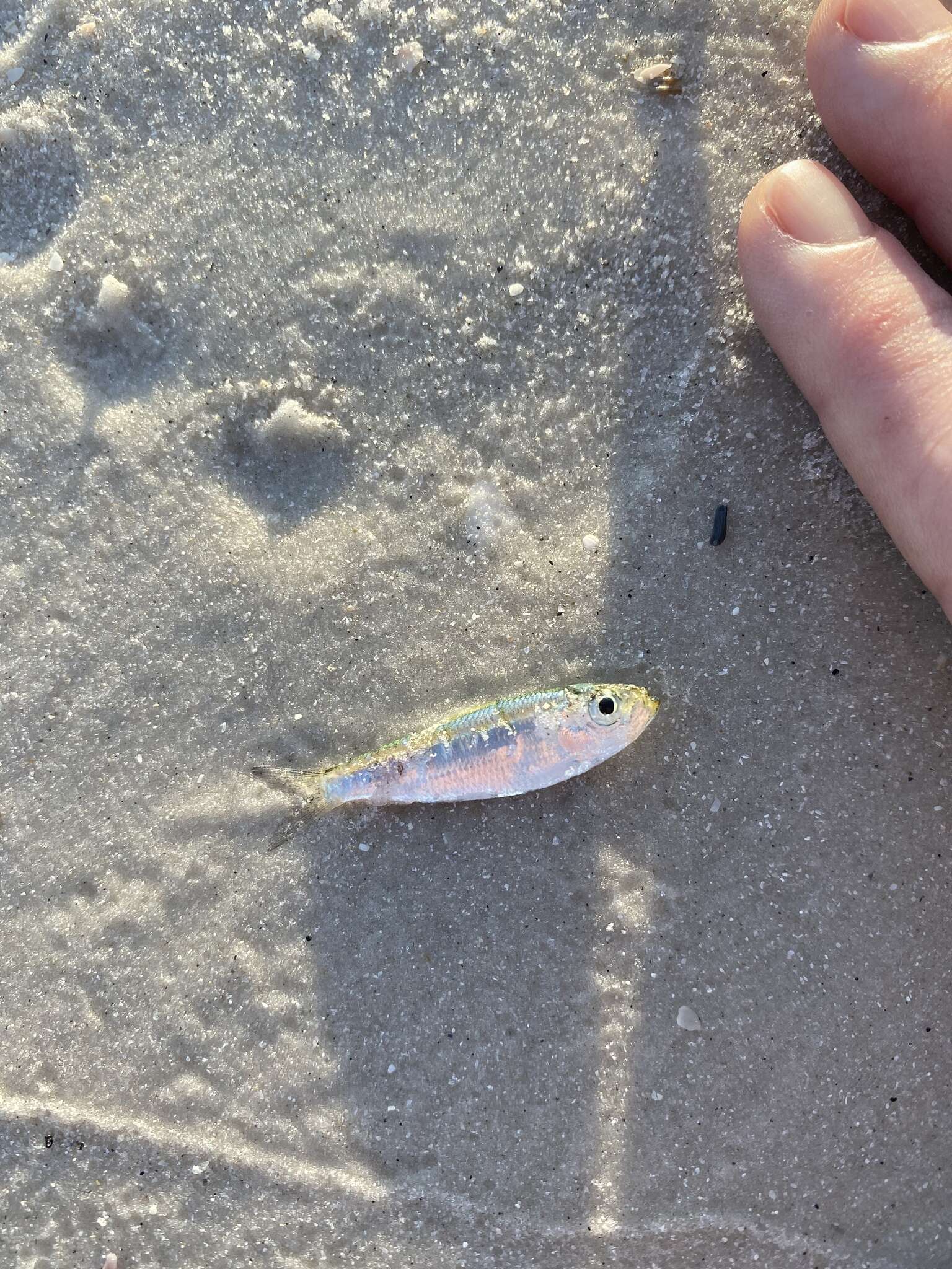 Image of Guiana Herring