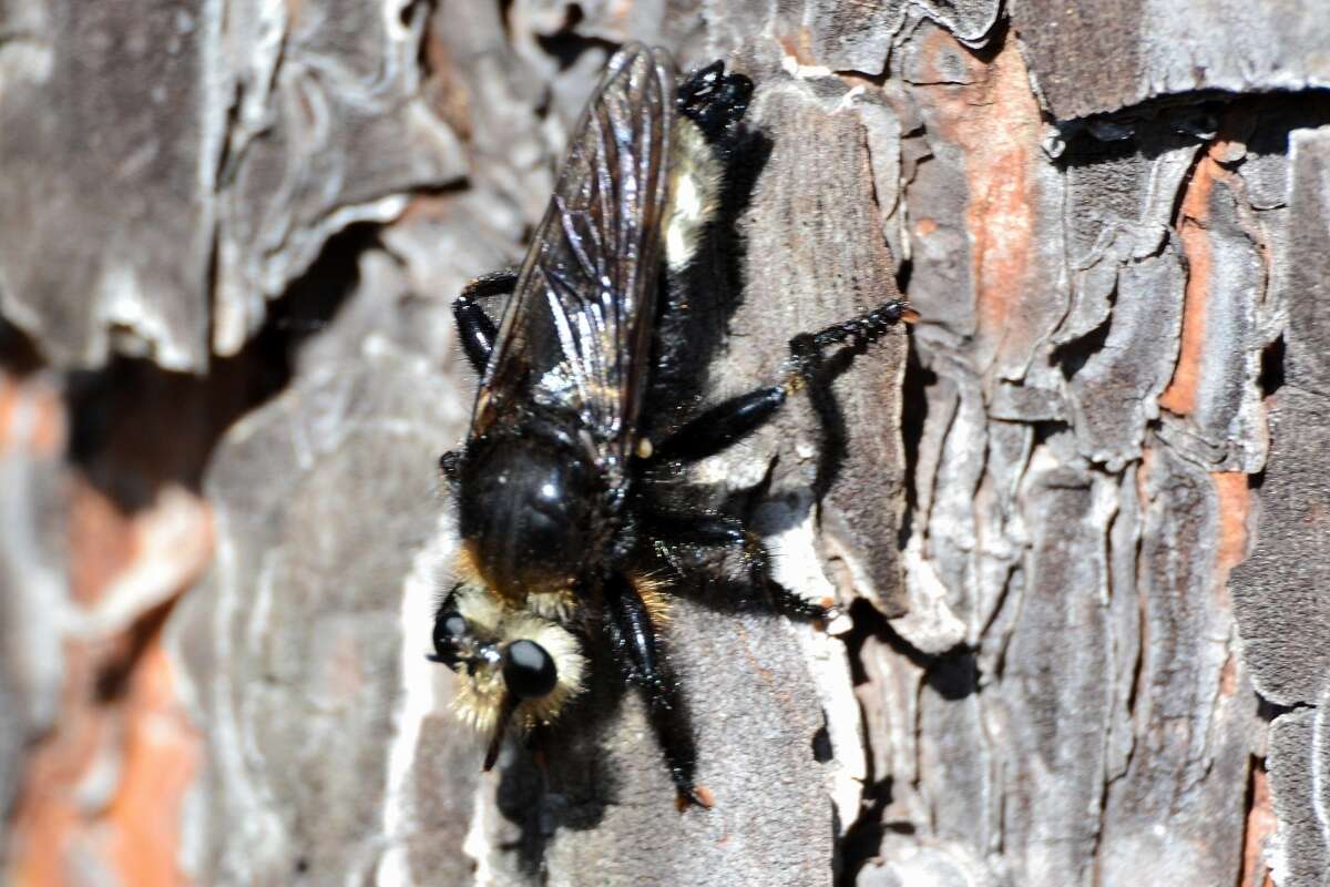 Plancia ëd <i>Laphria gibbosa</i>