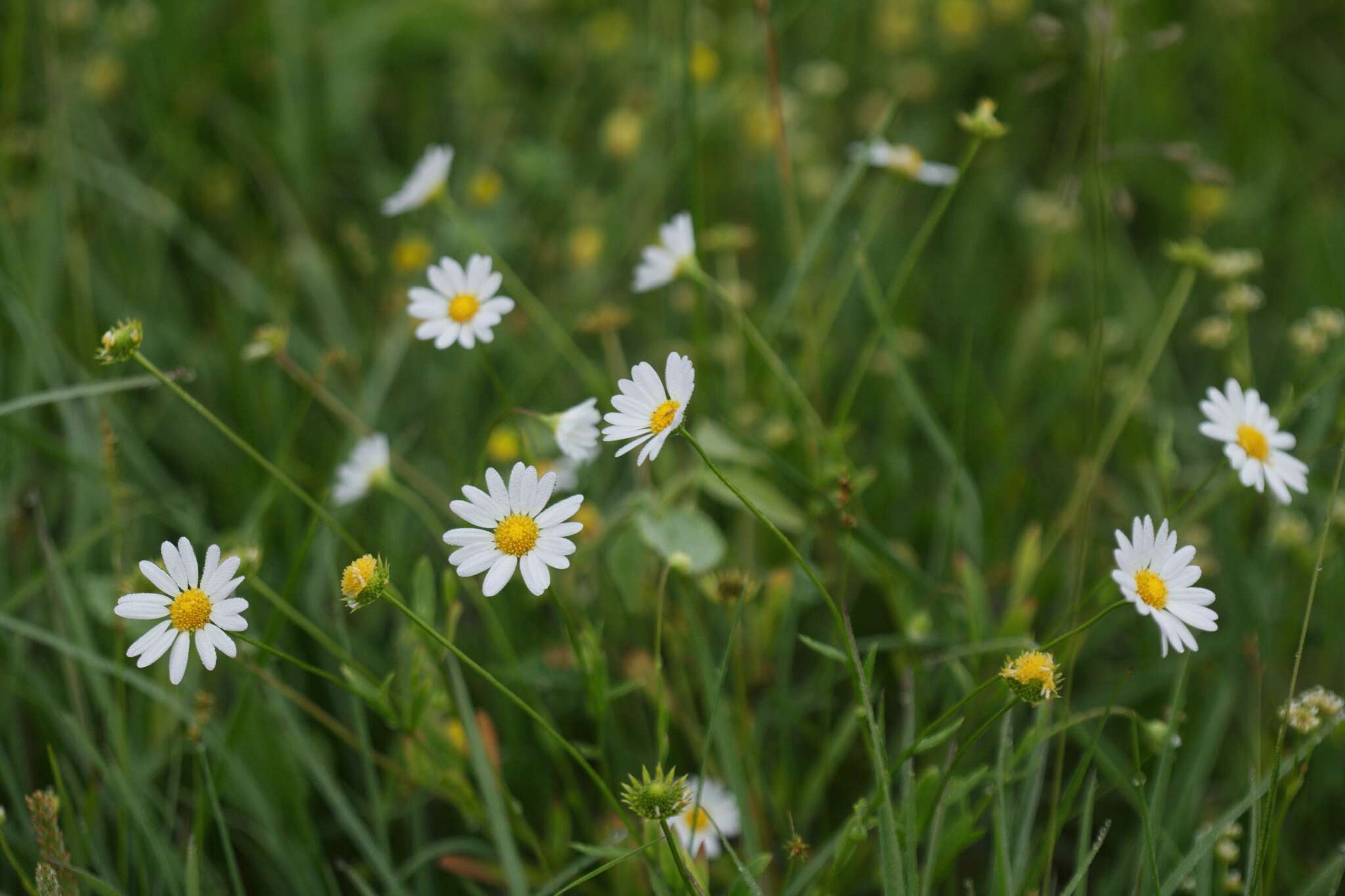 Image of western daisy