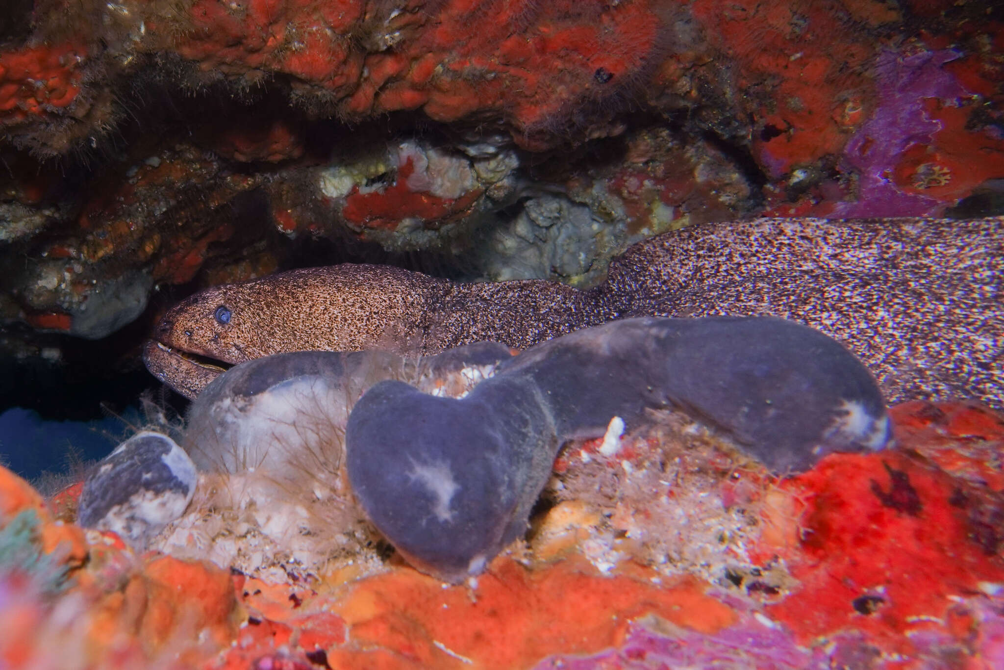 Image of Griffin&#39;s moray