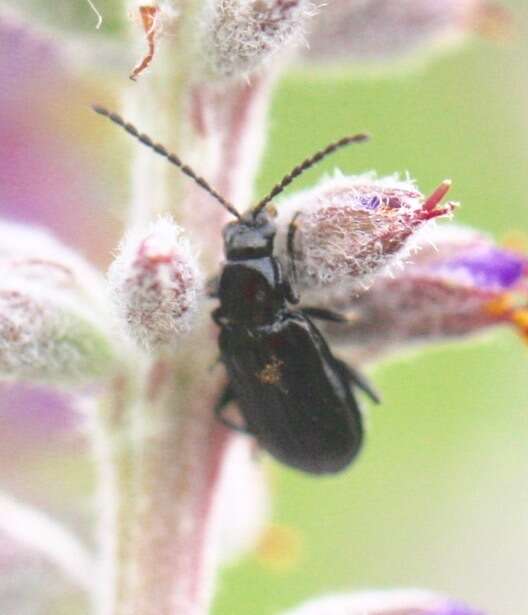 Diabrotica cristata (Harris 1836) resmi