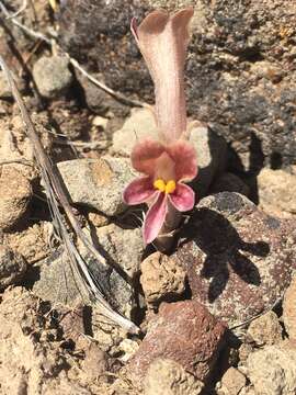 Image of Aphyllon corymbosum (Rydb.) A. C. Schneid.