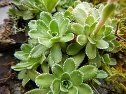 Image of Livelong Saxifrage