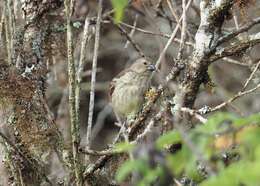 Image of Platyspiza Ridgway 1897