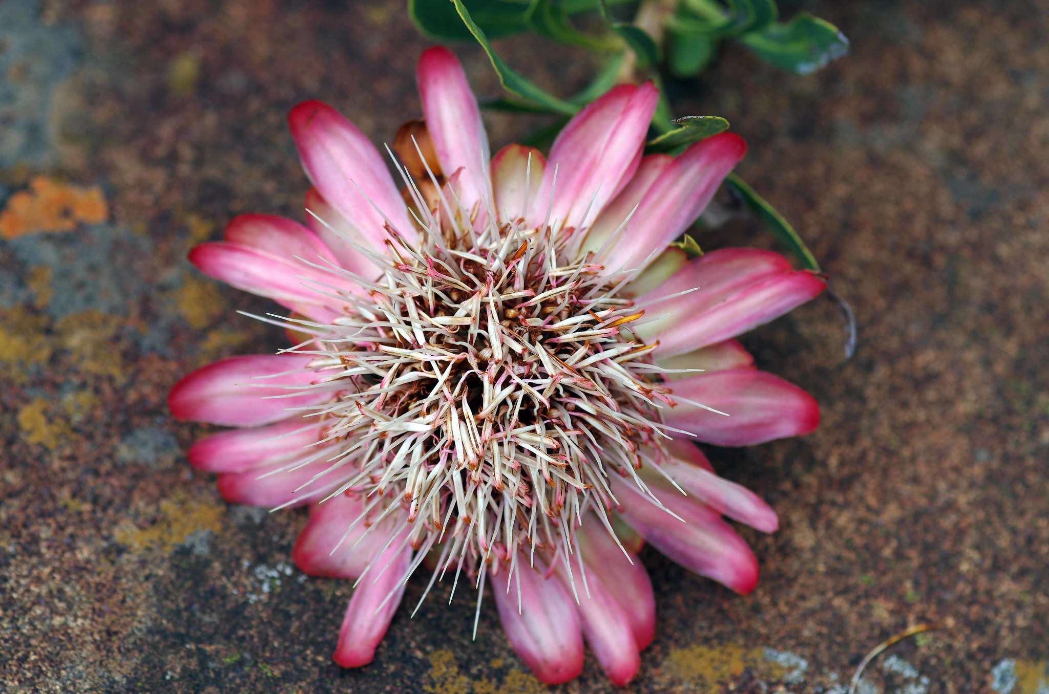 Image of Protea parvula Beard