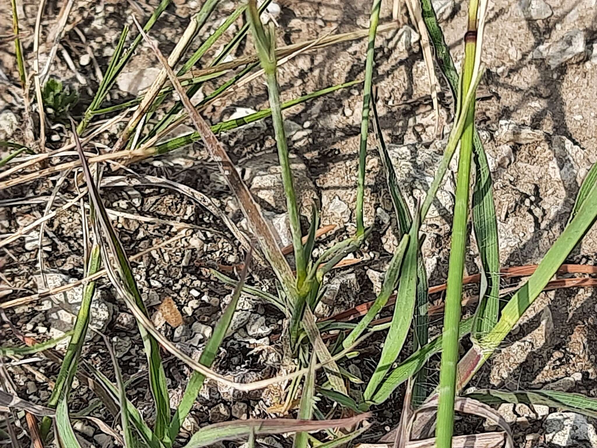 Image of Dianthus awaricus Charadze