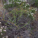 Image of Verticordia minutiflora F. Müll.