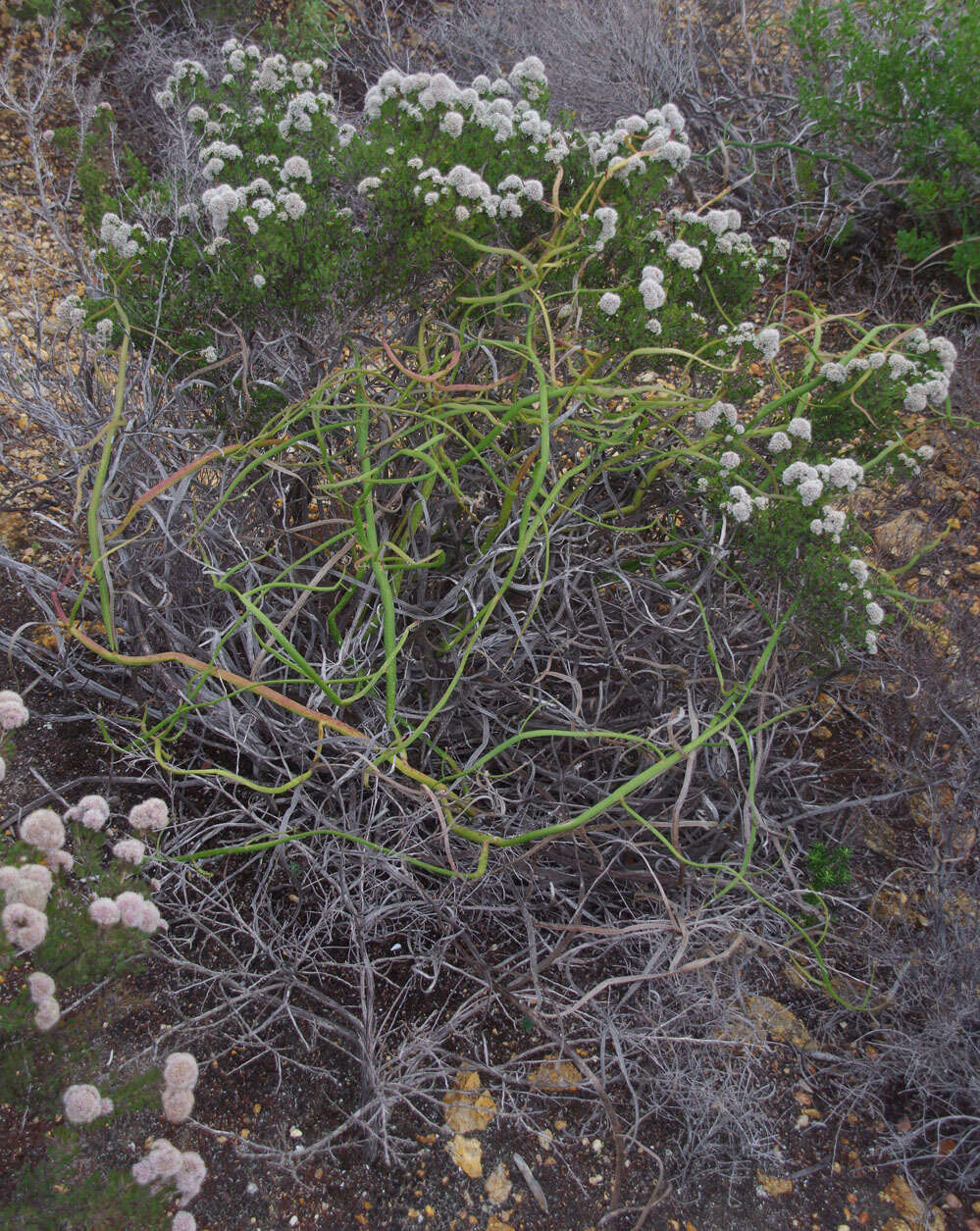 Verticordia minutiflora F. Müll. resmi