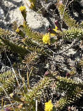 Sivun Senecio lycopodioides Schltr. kuva