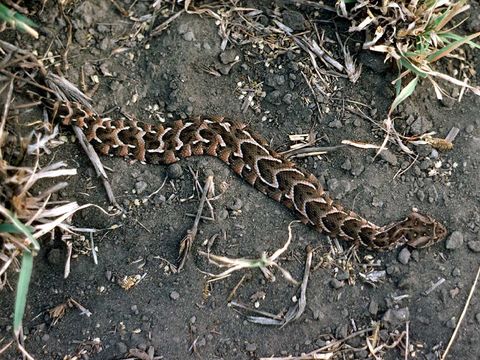 Image of Puff Adder