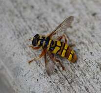 Image of Yellowjacket Hover Fly