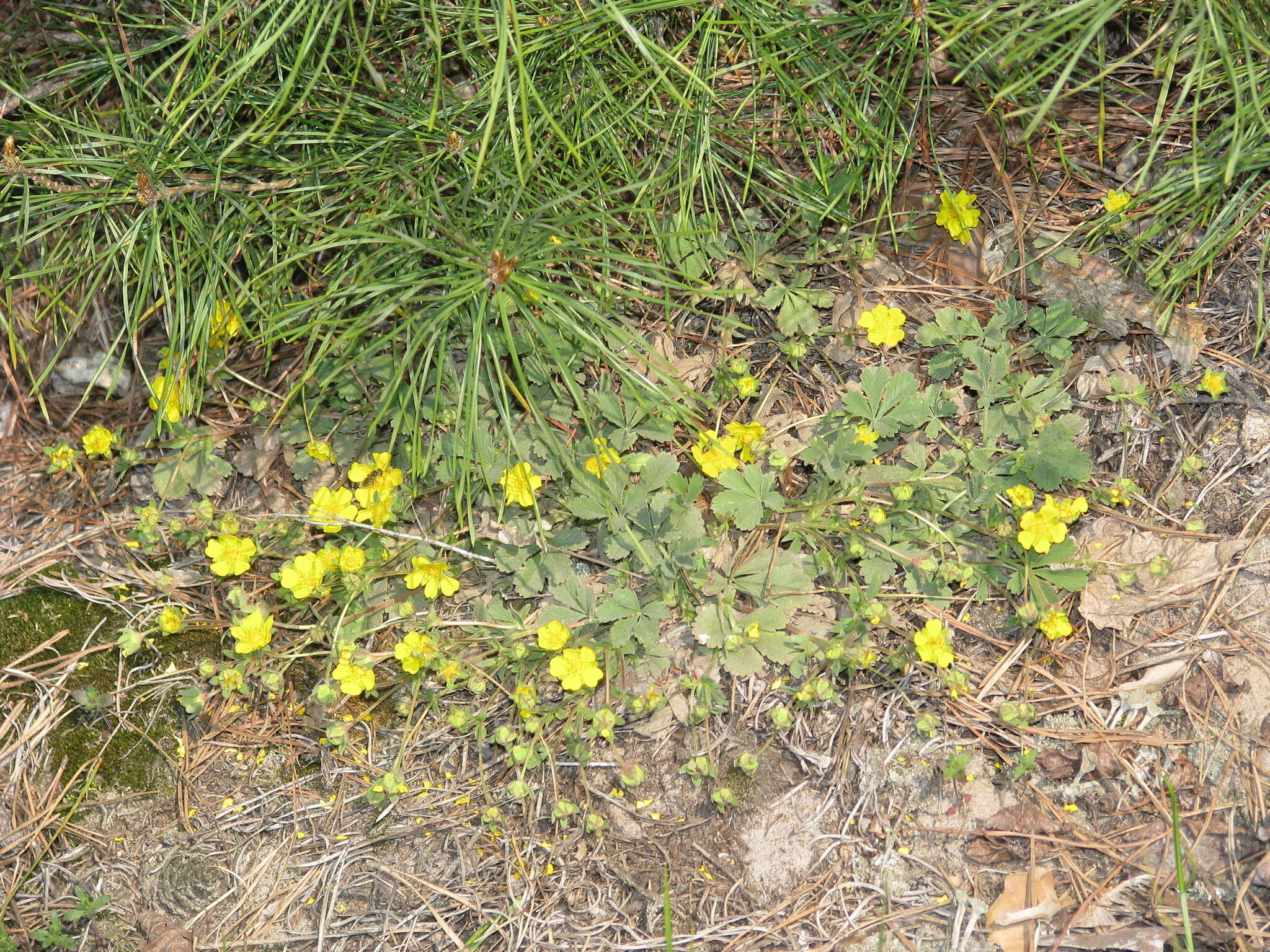 Image of Potentilla incana Gaertn. Mey. & Scherb.