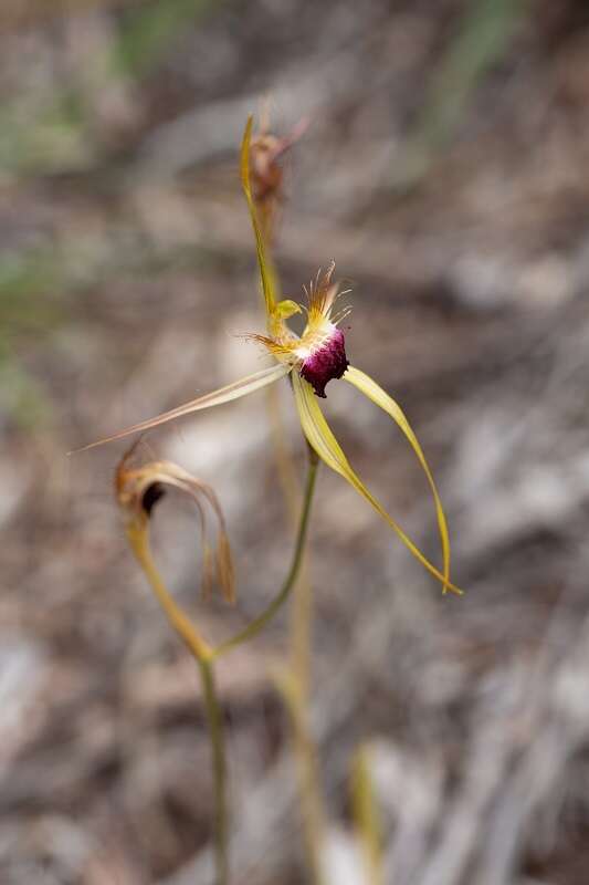 Image of Scott River spider orchid