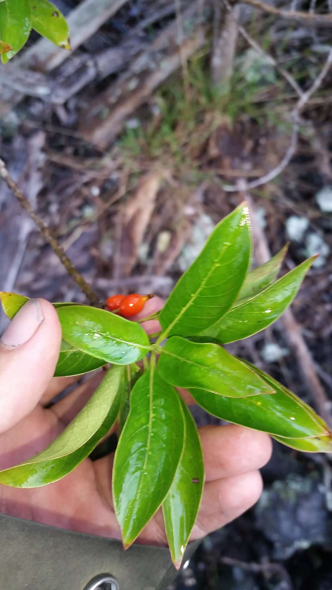 Image of woodland mirrorplant