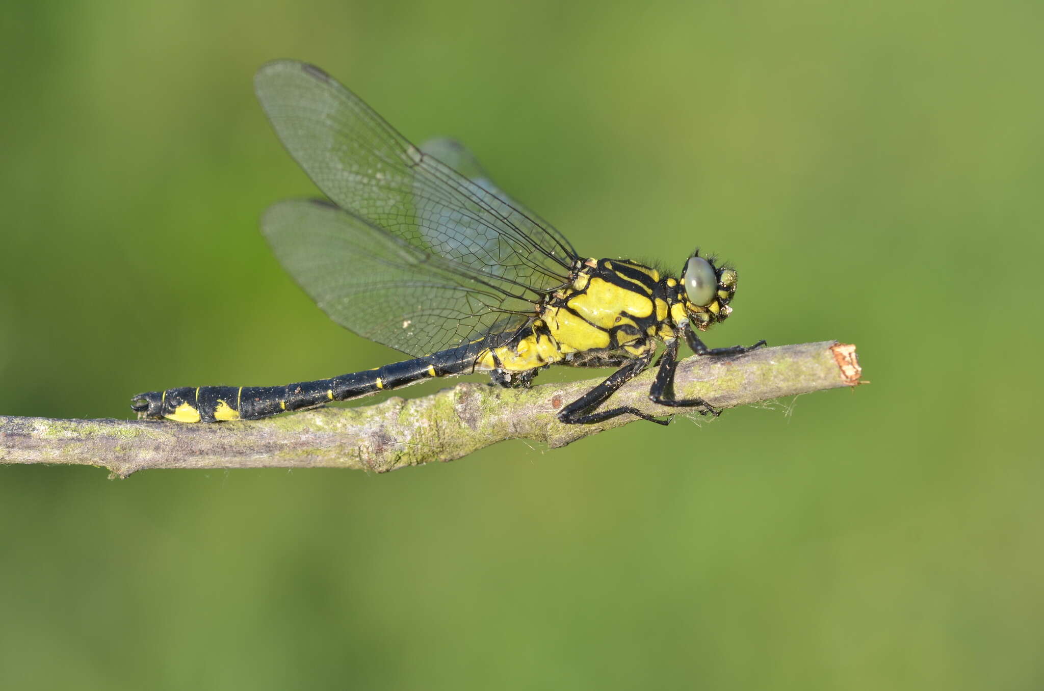 Image of Club-tailed Dragonfly