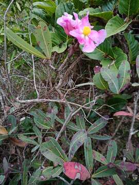 Image of Kielmeyera rubriflora Cambess.