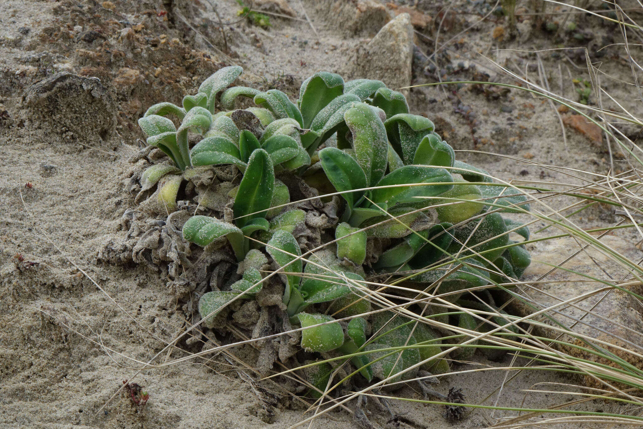 Image of Myosotis rakiura L. B. Moore