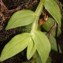 Image de Epidendrum scutella Lindl.