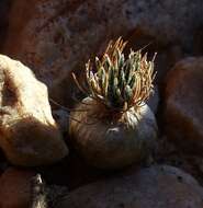 Imagem de Ornithogalum sardienii van Jaarsv.