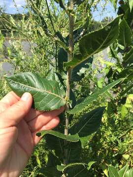 Imagem de Salix cordata Michx.