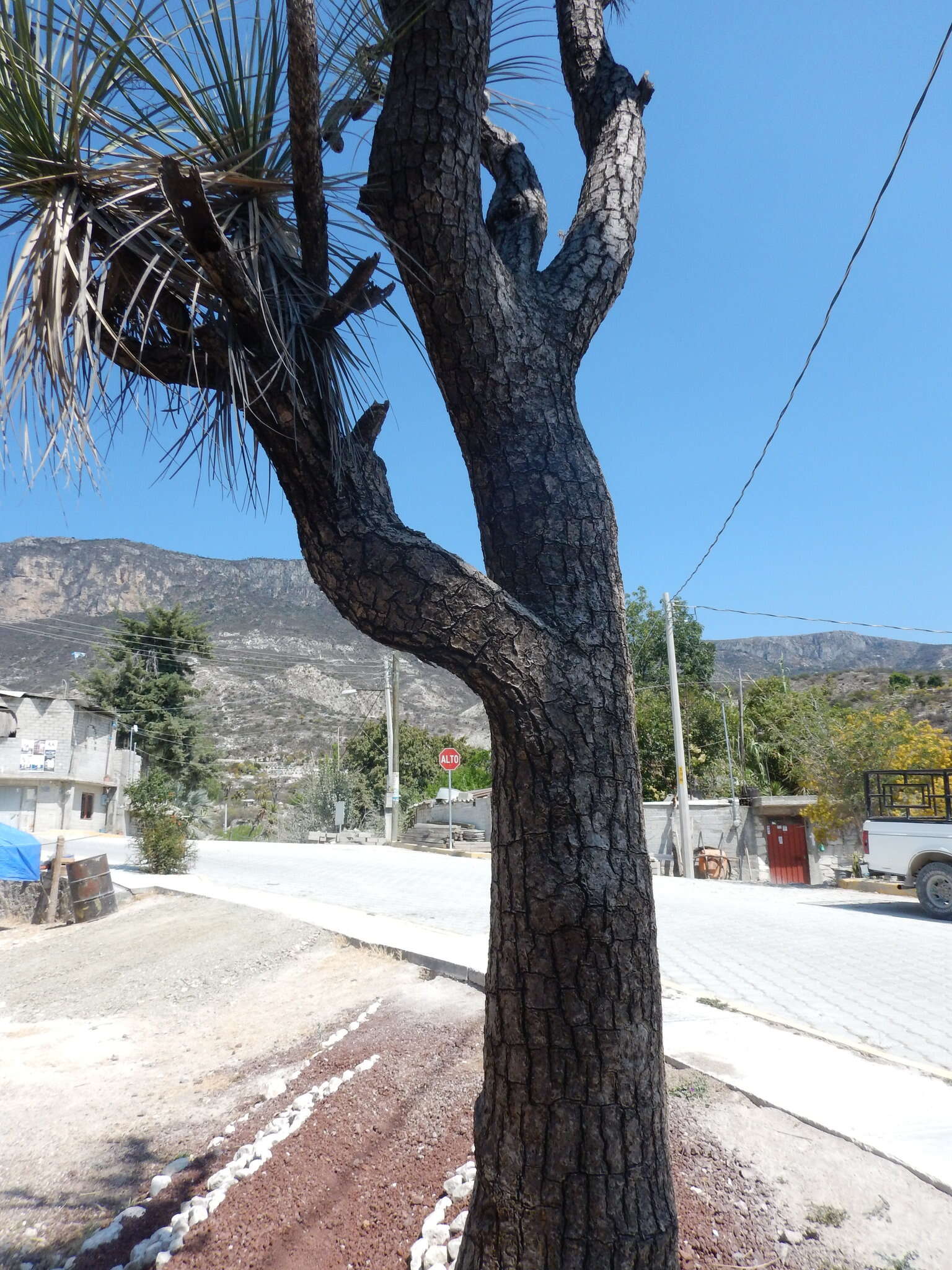 Image of Mexican Pony Tail Palm