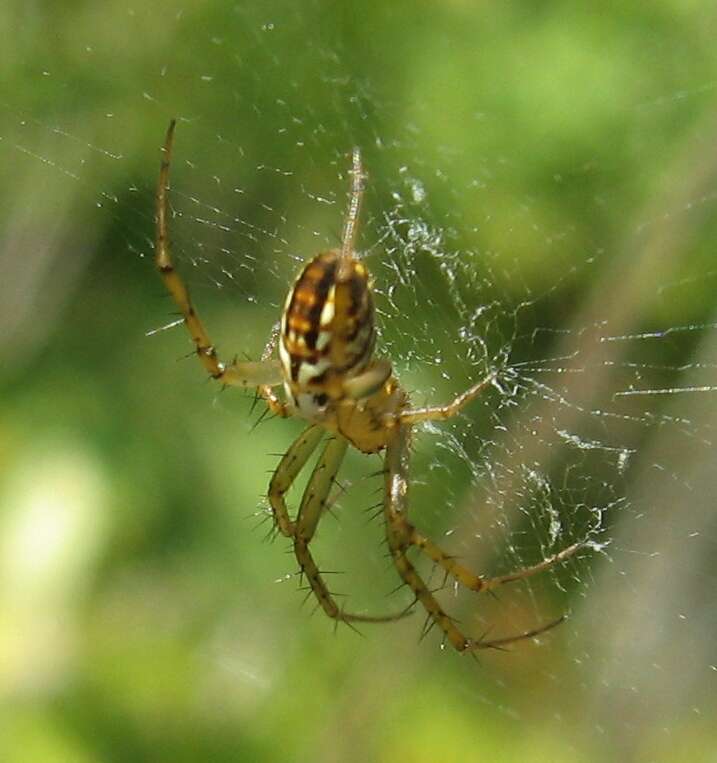 Image of Lined Orbweaver