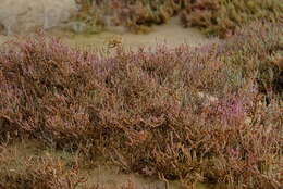 Image of Salicornia dunensis (Moss) Piirainen & G. Kadereit