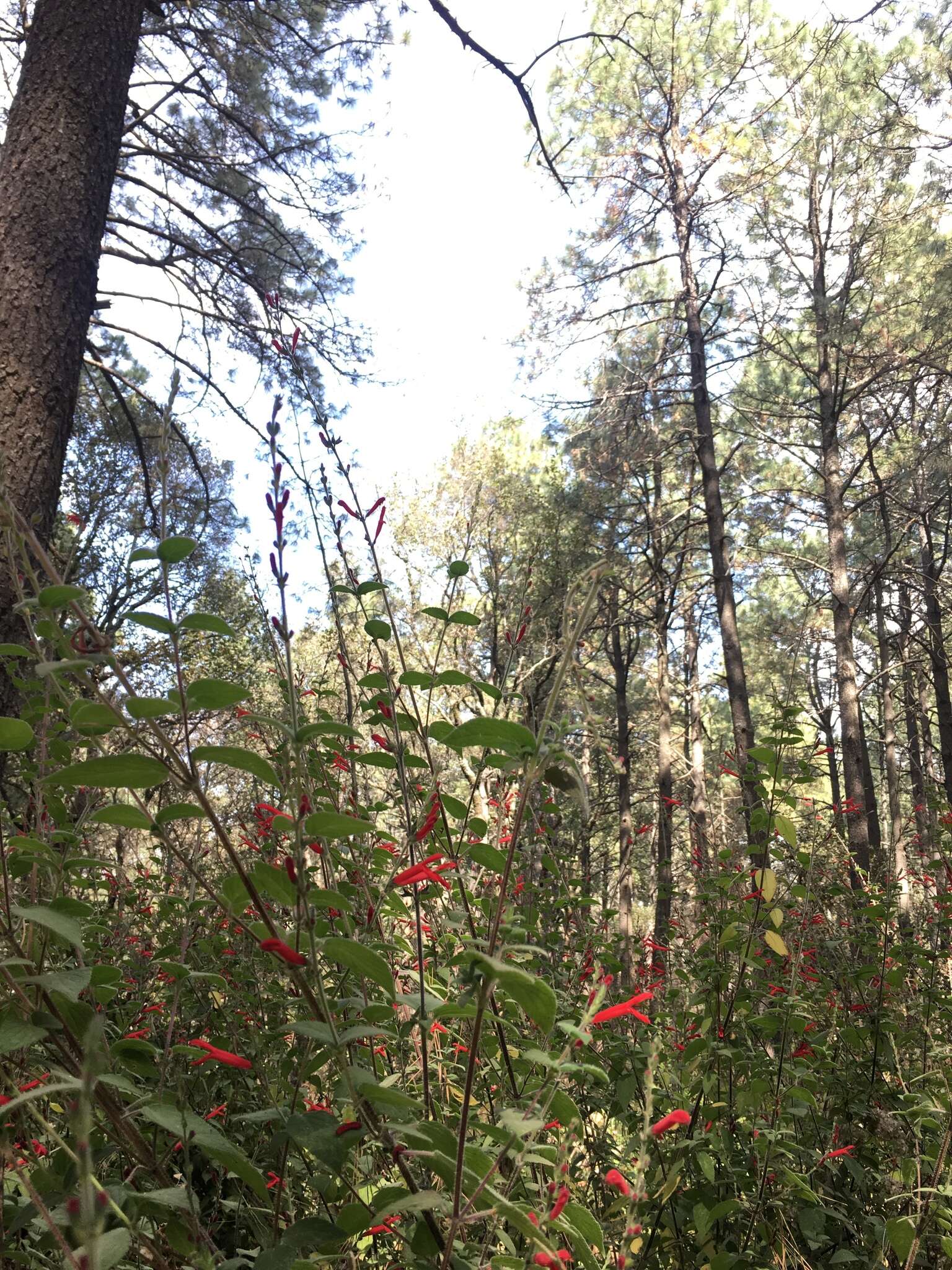 Image of pineapple sage