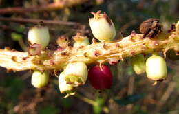 Image of Cussonia arenicola Strey