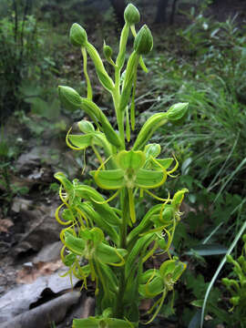 Sivun Habenaria jaliscana S. Watson kuva