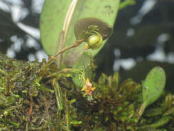 Imagem de Lepanthes eros Luer & R. Escobar