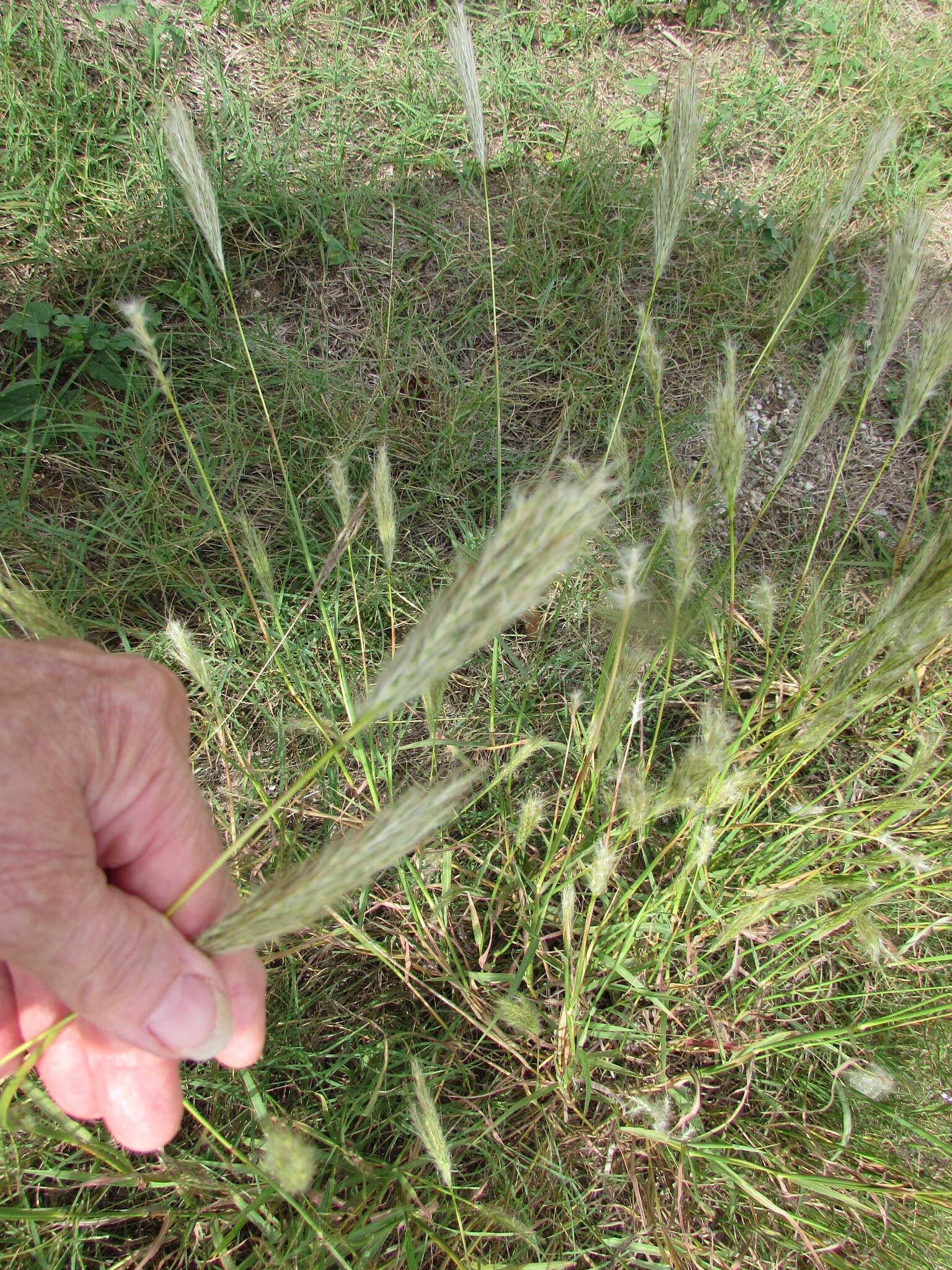 Plancia ëd Bothriochloa torreyana (Steud.) Scrivanti & Anton