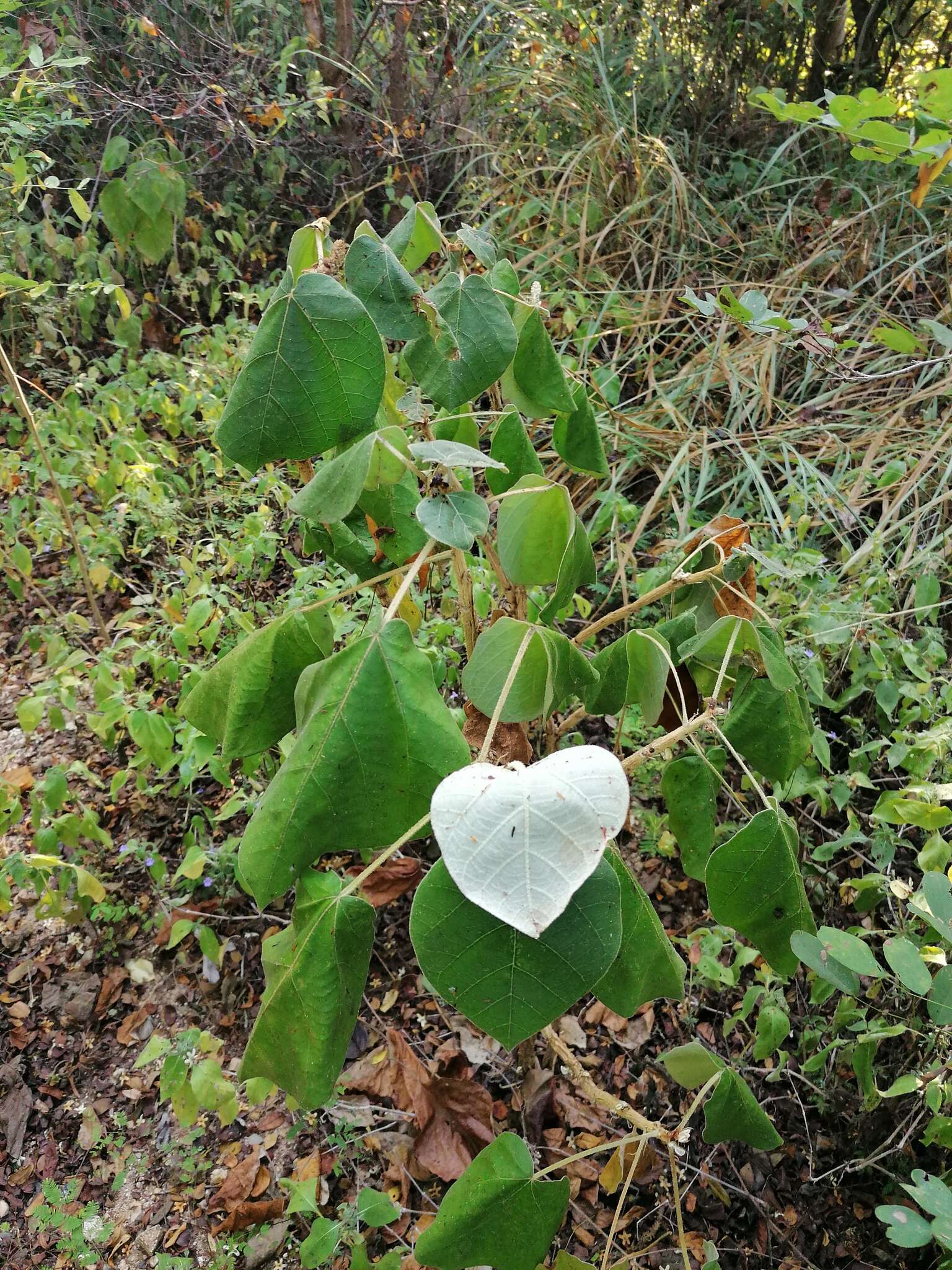 Imagem de Croton suberosus Kunth