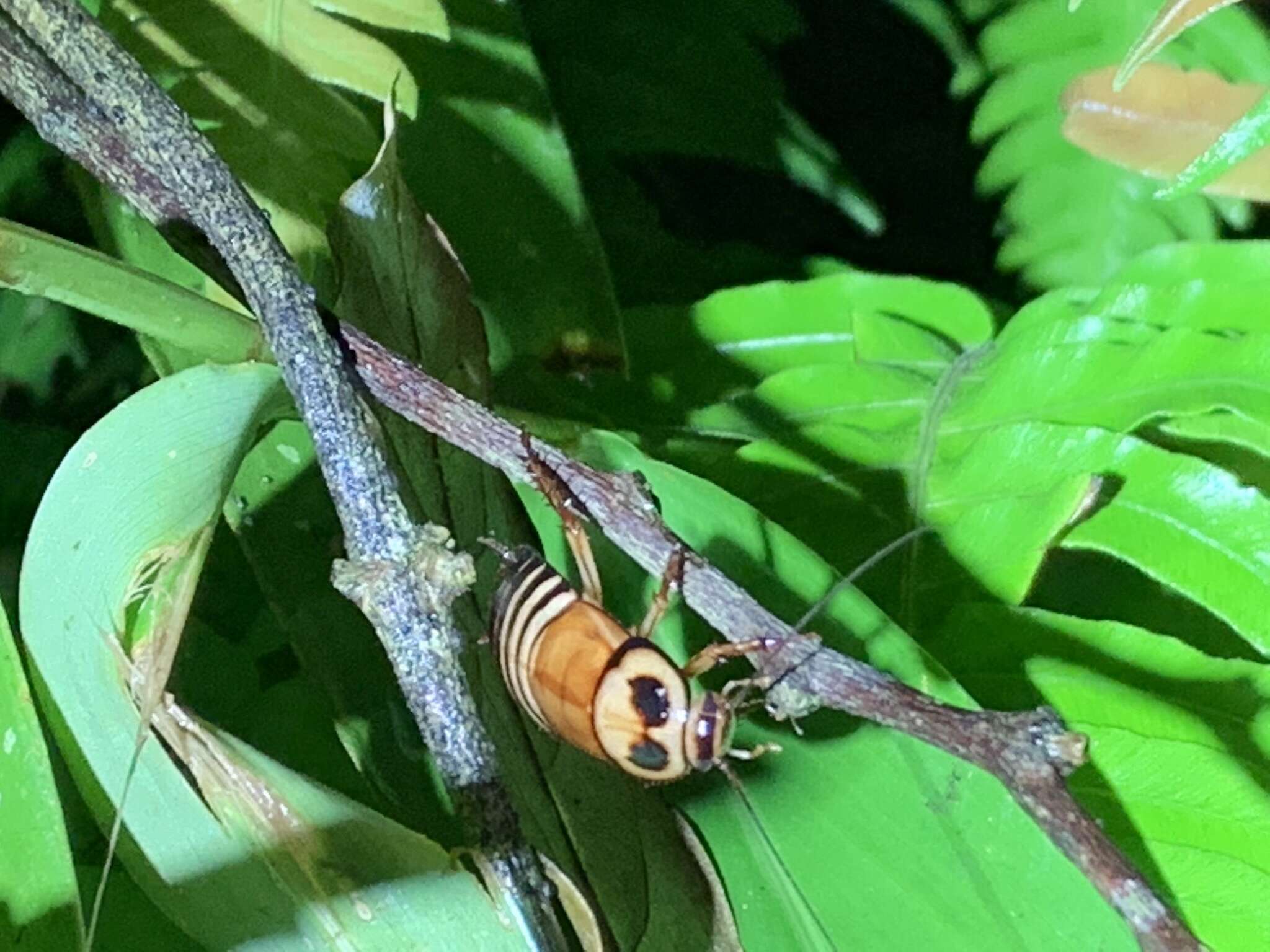 Eurycotis decipiens (Kirby & W. F. 1903)的圖片