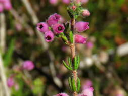 Image of Erica hirtiflora Curt.