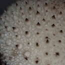 Image of Lycoperdon bispinosum Yasuda 1923